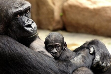Pražská zoologická zahrada chystá v tomto roce vybudovat australskou expozici a také postavit nový pavilon goril. Zoo Praha patří mezi nejnavštěvovanější místa v Praze. Od roku 2005 každý rok návštěvnost překračuje hranici jednoho milionu. Loni ji navštívilo 1,445.126 lidí. Jde tak o druhý nejlepší výsledek za dobu její existence. / Ilustrační foto