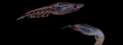 foto: Christian Åslund / Greenpeace / Media Greenpeace.org