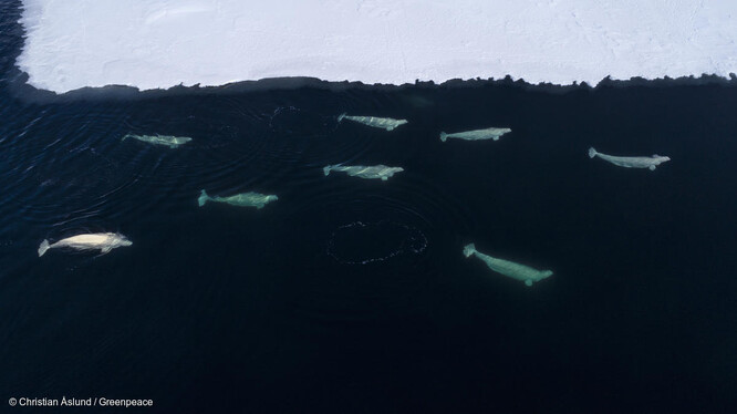Běluhy ve Framské úžině.