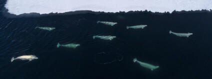 běluhy. Foto: Christian Åslund / Greenpeace