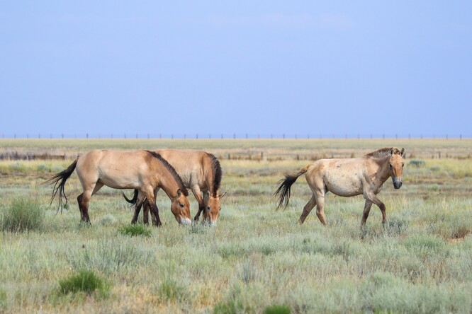 Zeta II na aktuálním snímku ve společnosti Grace a Ziny II. Foto