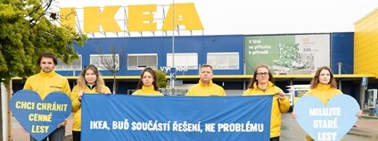 Greenpeace před obchodem Ikea upozorňuje na původ dřeva pro nábytek ve starých lesů Foto: Marta Janko Greenpeace