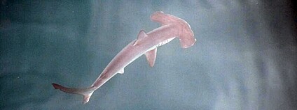 Mládě kladivouna viděné na Galapágách. Foto: Greenpeace