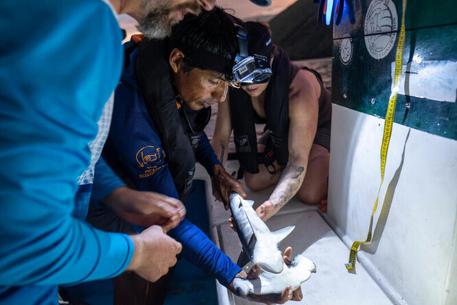 Vědci určují pohlaví mláděte kladivouna v rámci své expedice na Galapágy.

Doktor Alex Hearn z Universidad San Francisco de Quito a MigraMar označuje žraloky, aby zdokumentoval jejich pohyb v rezervacích Hermandad a Galapágy a jejich okolí. Data o migračních trasách kladivounů pomohou k lepší ochraně jejich útočišť na volném moři.