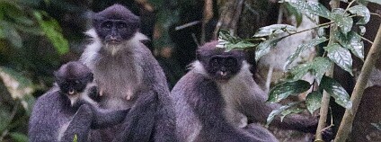 Vzácný poddruh hulmana šedého na Borneu. Foto: Eric Fell / Ethical Expeditions