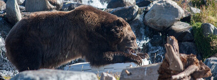 Grizzly and Wolf Discovery Center Foto: PatrickRohe / Flickr.com