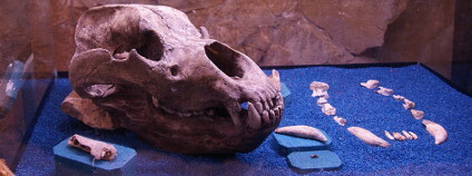 Kosterní pozůstatky medvěda jeskynního Foto: Aconcagua / Wikimedia Commons