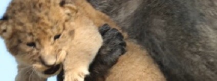 foto: Kruger Sightings / youtube.com