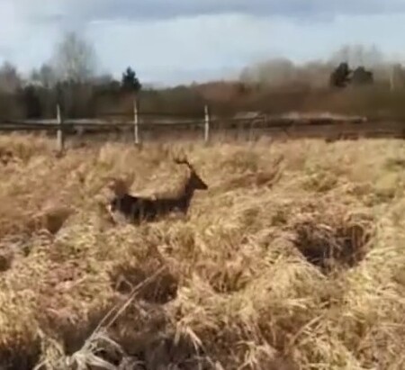 Hasiči v Českých Budějovicích zachránili v sobotu jelena, který se parohy zaseknul do paroží dalšího jelena, jenž ležel v ohradě mrtvý. / Ilustrační foto
