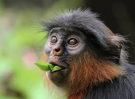 Kde je nějaká samička? Fytoestrogeny zvyšují u samců guerézy agresivitu a chuť na sex. Ilustrační snímek