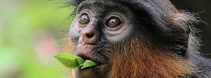 Foto: Rainbirder / Flickr