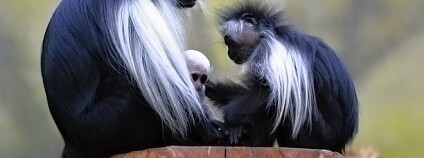 guereza angolská Foto: Zoo Dvůr Králové