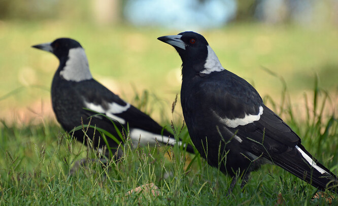 Flétňák australský je středně velký, černobílý pták, který vzhledem připomíná vránu nebo straku. Obývá téměř 90 procent pevninské Austrálie a je běžným obyvatelem parků a zahrad po celé zemi.
