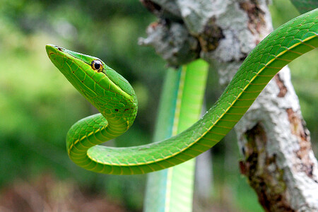 Doposud se mělo za to, že změny klimatu se těžce dotknou studenokrevných živočichů v tropech. Vědci nyní zjistili, že globální oteplování pro ně neznamená takové ohrožení, jak se dosud myslelo. Na ilustračním snímku bičovka zelená.