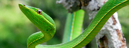 Foto: ggalice / Flickr