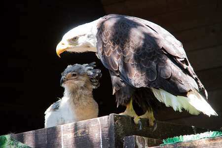 Orlí pár se od počátku choval ukázkově. Po podložení samice okamžitě zasedla, začala mládě zahřívat a po patnácti minutách dokonce i krmit. Během hodiny ji na hnízdě vystřídal i samec.