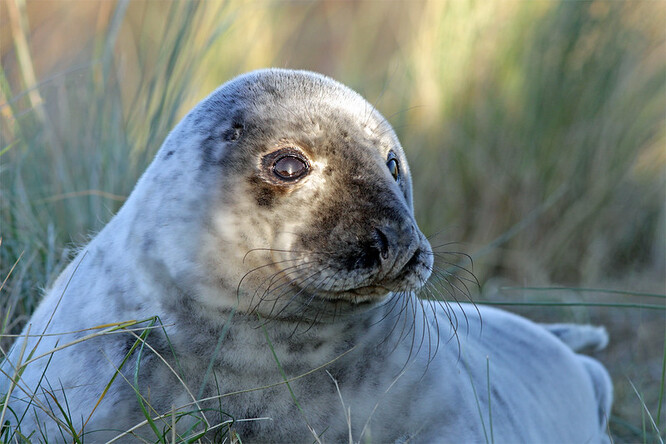 Ve volné přírodě se tuleni i další divoká zvířata většinou tak vysokého věku nedožívají. Důvodem je i pytláctví a predátoři.
