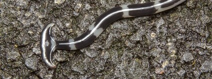 Ploštěnka Foto: budak Flickr.com