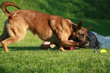 Odzala de Alpaville Bohemia při hře s Hanou Böhme, ležící v pozadí.