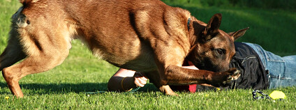 Foto: Kateřina Kašparová / Haf a Mňau