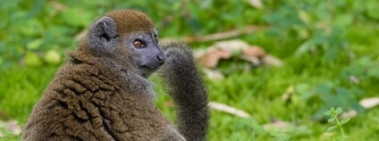 Lemur rákosový Foto: Zweer de Bruin Flickr