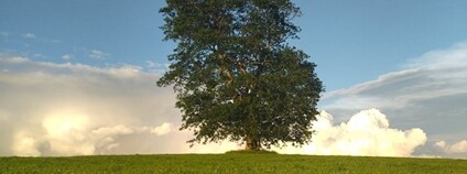 Strom roku 2025 - Hápův javor Foto: Nadace Partnerství