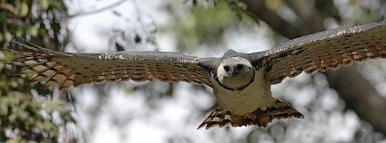 Harpyje pralesní (Harpia harpyja)