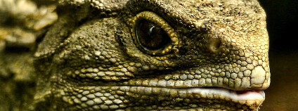 Foto: SidPixs / Flickr