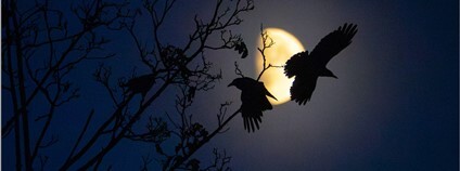 Foto: Jitka Havlová Jihomoravská pobočka ČSO a iniciativa Černá křídla nad Brnem