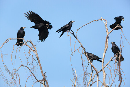 Na území města je jedna z největších kolonií v republice. Část populace hnízdí v parku Střelnice, který se v minulosti stal přírodní památkou Ptačí ostrov. Ilustrační foto.