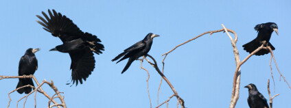 Havrani Foto: Vishnevskiy Vasily Shutterstock