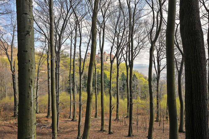 Krušnohorské bučiny.