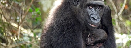 Ve volné přírodě v Gabonu se narodilo první gorilí mládě rodičům původem ze ZOO Foto: Zoo Beauval