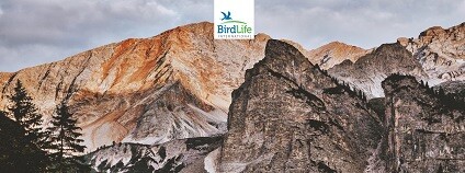 foto: birdlife.cz