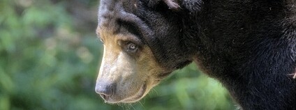 Medvěd malajský Foto: ucumari photography Flickr