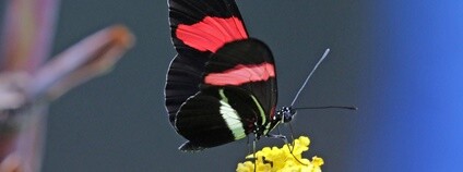 Motýl Heliconius melpomene Foto: Charles James Sharp Wikimedia Commons