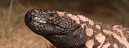 Korovoec jedovatý Foto: Andrew DuBois Flickr