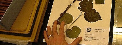 Foto: Robert N / Flickr