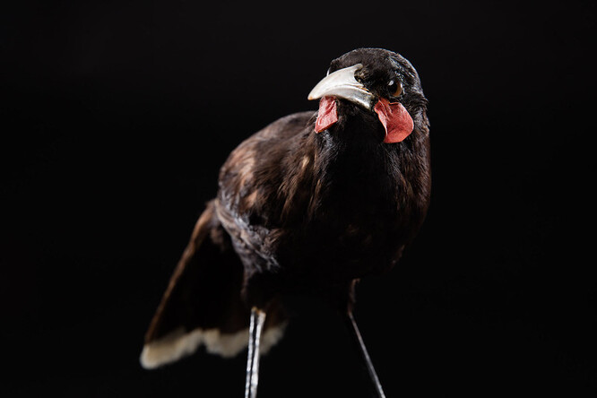 Pírka, která v minulosti označovala společenský status Maorů, se po příjezdu Evropanů na Nový Zéland stala předmětem zájmu sběratelů a obchodníků s oblečením, což nakonec vedlo k vyhynutí laločníka ostrozobého, píše Muzeum Nového Zélandu.