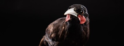 Laločník ostrozobý Foto: Auckland Museum Collections Flickr