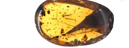 foto: nature video / youtube.com