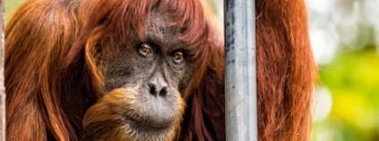 foto: perthzoo.wa.gov.au / youtube.com