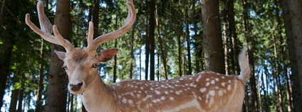 daněk evropský Foto: Piqsels