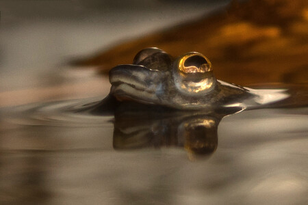 Brněnská zoo si pořídila ryby hladinovky čtyřoké. Ojedinělé jsou tím, že zároveň vidí nad i pod hladinu.