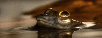 Foto: Roman Kočí / Zoo Brno