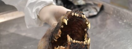 Foto: Zdeněk Novák / Centrum environmentálních forenzních věd