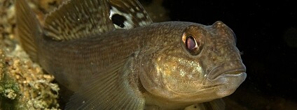 Foto: Viktor Vrbovský