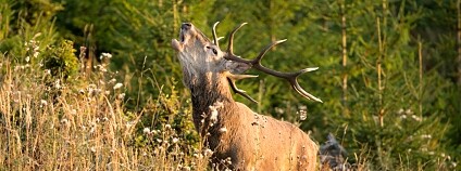 Fogo:  Robert Hlavica 