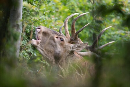 Dva turisté v Krkonoších v sobotu večer nabyli dojmu, že se na svazích pod Modrým dolem u Pece pod Sněžkou potkali s medvědem. Údajný medvěd byl podle horské služby s největší pravděpodobností jelen v říji. / Ilustrační foto