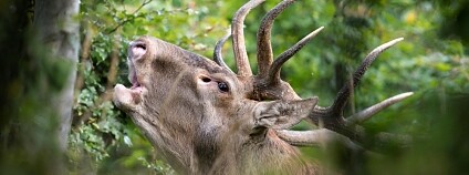 foto: Robert Hlavica